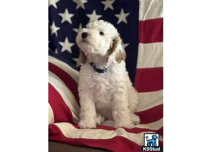 a goldendoodles dog sitting in front of a flag